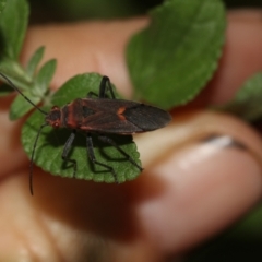 Leptocoris mitellatus at Higgins, ACT - 25 Mar 2019