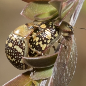 Paropsis pictipennis at Hawker, ACT - 27 Dec 2022