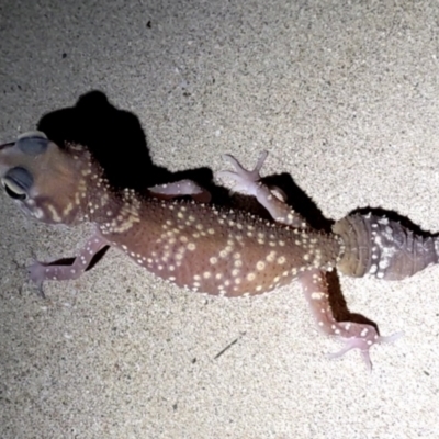 Underwoodisaurus milii (Barking Gecko, Thick-tailed Gecko) at Fowlers Bay, SA - 27 Nov 2021 by HelenCross