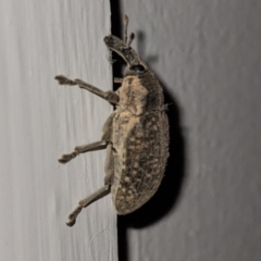 Larinus latus (Onopordum seed weevil) at Kambah, ACT - 14 Jun 2023 by HelenCross