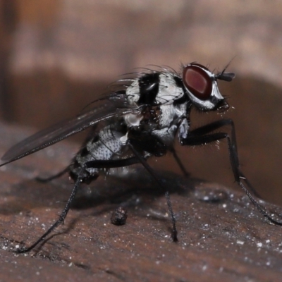 Unidentified True fly (Diptera) at Capalaba, QLD - 13 Jun 2023 by TimL