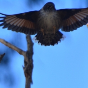 Daphoenositta chrysoptera at Lower Boro, NSW - 10 Jun 2023 03:36 PM