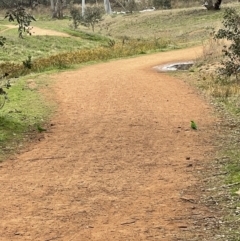 Polytelis swainsonii (Superb Parrot) at Mount Ainslie - 12 Jun 2023 by StephPulsford