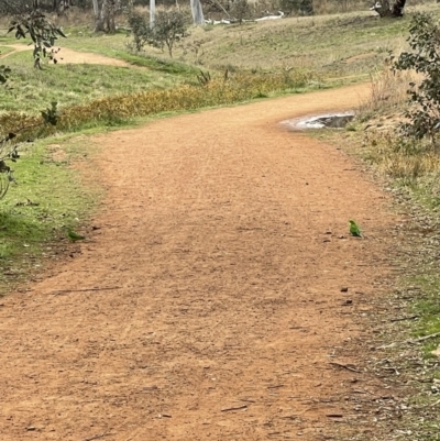 Polytelis swainsonii (Superb Parrot) at Mount Ainslie - 12 Jun 2023 by StephPulsford