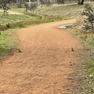 Polytelis swainsonii at Ainslie, ACT - 12 Jun 2023