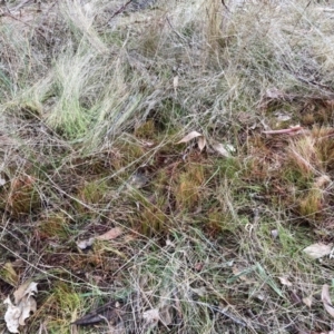 Nassella trichotoma at Watson, ACT - 12 Jun 2023