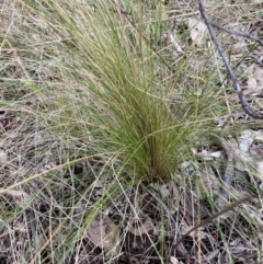 Nassella trichotoma (Serrated Tussock) at Watson, ACT - 12 Jun 2023 by waltraud