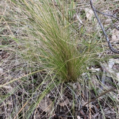 Nassella trichotoma (Serrated Tussock) at Watson, ACT - 12 Jun 2023 by waltraud