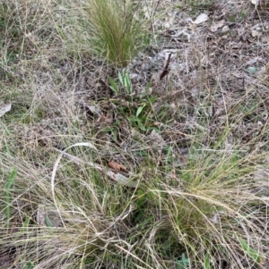 Nassella trichotoma at Watson, ACT - 12 Jun 2023