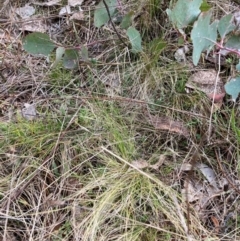 Nassella trichotoma at Watson, ACT - 12 Jun 2023