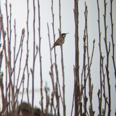 Acanthorhynchus tenuirostris (Eastern Spinebill) at North Albury, NSW - 15 Jun 2023 by Darcy