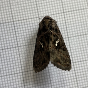 Ctenoplusia limberina at Braddon, ACT - 15 Jun 2023