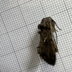 Ctenoplusia limberina at Braddon, ACT - 15 Jun 2023