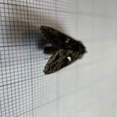 Ctenoplusia limberina at Braddon, ACT - 15 Jun 2023