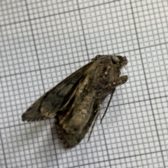 Ctenoplusia limberina at Braddon, ACT - 15 Jun 2023