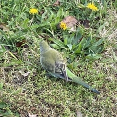 Psephotus haematonotus (Red-rumped Parrot) at Mount Ainslie to Black Mountain - 15 Jun 2023 by Mavis