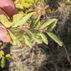 Ligustrum sinense at Hackett, ACT - 15 Jun 2023