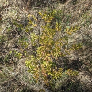 Ligustrum sinense at Hackett, ACT - 15 Jun 2023