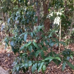 Backhousia citriodora (lemon myrtle, lemon ironwood) at The Gap, QLD - 15 Jun 2023 by Paten