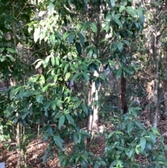 Backhousia citriodora at The Gap, QLD - suppressed