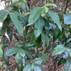 Backhousia citriodora at The Gap, QLD - suppressed
