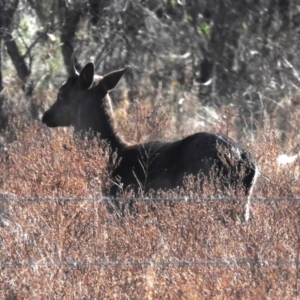 Cervus unicolor at Tennent, ACT - suppressed