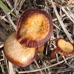 Unverified Fungus at Molonglo Valley, ACT - 15 Jun 2023 by galah681