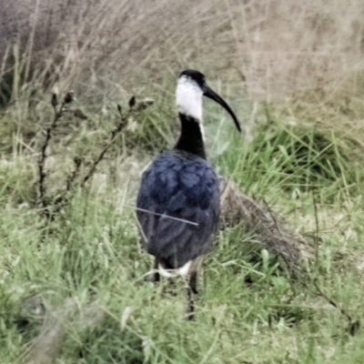 Threskiornis spinicollis (Straw-necked Ibis) at Paddys River, ACT - 12 Jun 2023 by CanberraDSN