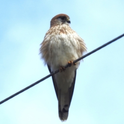Falco cenchroides (Nankeen Kestrel) at Tennent, ACT - 15 Jun 2023 by JohnBundock