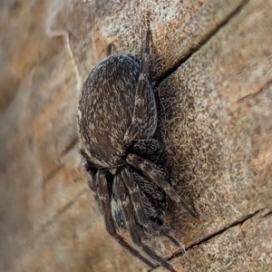 Badumna sp. (genus) at Watson, ACT - 15 Jun 2023