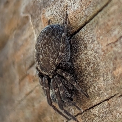 Badumna (genus) (Lattice-web spider) at Watson, ACT - 15 Jun 2023 by AniseStar