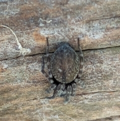 Badumna sp. (genus) at Watson, ACT - 15 Jun 2023