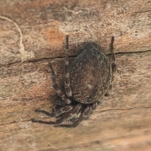 Badumna sp. (genus) at Watson, ACT - 15 Jun 2023 11:15 AM