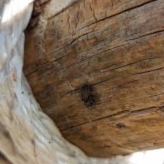 Badumna sp. (genus) at Watson, ACT - 15 Jun 2023 11:15 AM