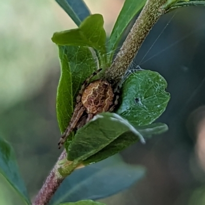 Araneus hamiltoni at Watson, ACT - 15 Jun 2023 by AniseStar