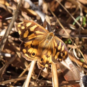 Heteronympha paradelpha at O'Connor, ACT - 31 Mar 2023