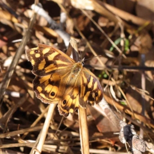 Heteronympha paradelpha at O'Connor, ACT - 31 Mar 2023