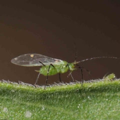 Aphididae (family) (Unidentified aphid) at O'Connor, ACT - 31 Mar 2023 by ConBoekel