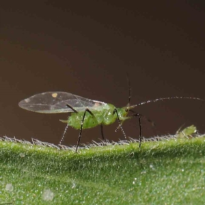 Aphididae (family) at O'Connor, ACT - 31 Mar 2023