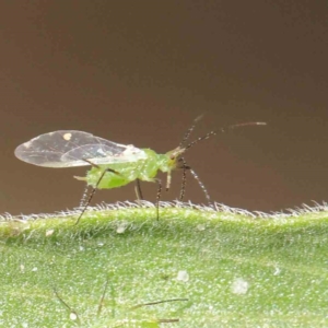 Aphididae (family) at O'Connor, ACT - 31 Mar 2023