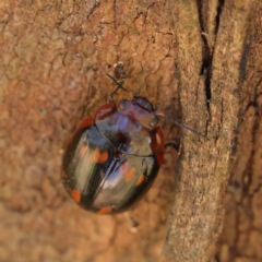 Paropsisterna beata (Blessed Leaf Beetle) at Dryandra St Woodland - 30 Mar 2023 by ConBoekel
