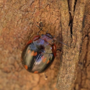 Paropsisterna nigerrima at Dryandra St Woodland - 31 Mar 2023 09:32 AM