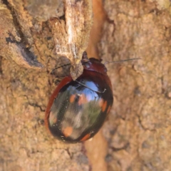 Paropsisterna nigerrima at Dryandra St Woodland - 31 Mar 2023 09:32 AM