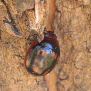 Paropsisterna nigerrima at Dryandra St Woodland - 31 Mar 2023 09:32 AM