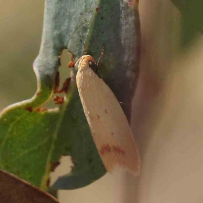 Heteroteucha occidua (A concealer moth) at O'Connor, ACT - 30 Mar 2023 by ConBoekel