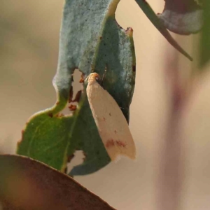 Heteroteucha occidua at O'Connor, ACT - 31 Mar 2023