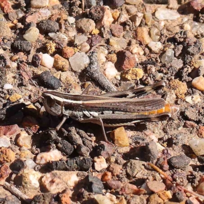 Macrotona australis (Common Macrotona Grasshopper) at O'Connor, ACT - 31 Mar 2023 by ConBoekel