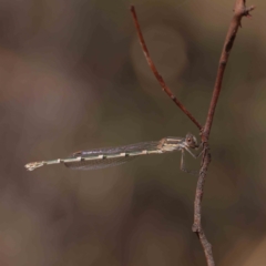 Austrolestes leda (Wandering Ringtail) at O'Connor, ACT - 31 Mar 2023 by ConBoekel