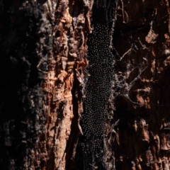 Unidentified Insect at O'Connor, ACT - 30 Mar 2023 by ConBoekel