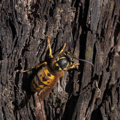 Vespula germanica (German Yellowjacket Wasp (also known as European Wasp)) at O'Connor, ACT - 31 Mar 2023 by ConBoekel